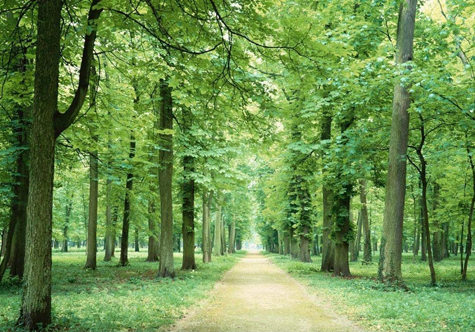 仟億達碳交易，讓林農愛(ài)上植樹(shù)“賣(mài)空氣”